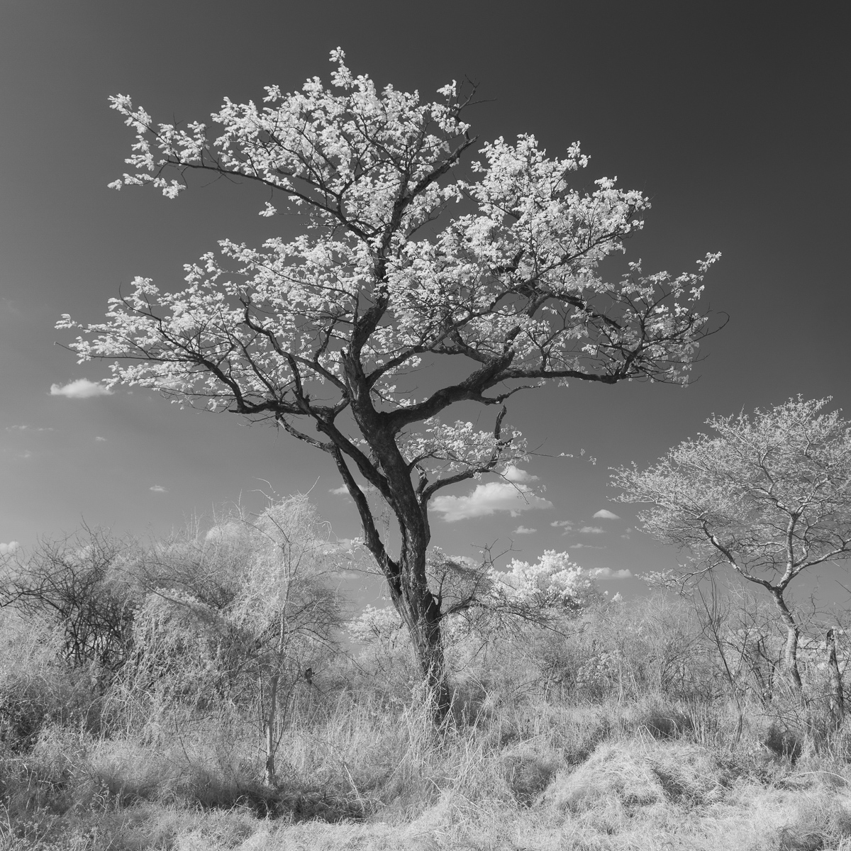 The Marula Tree of Africa